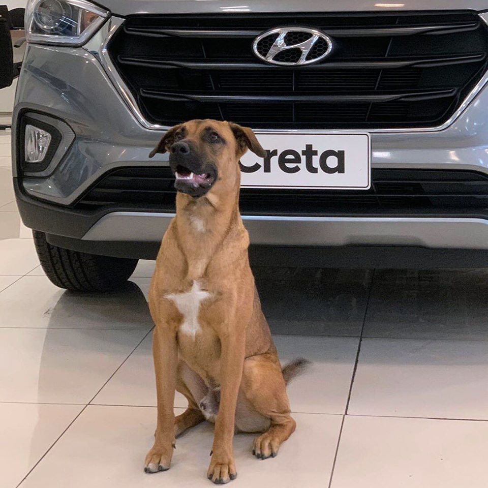 Ch&uacute; ch&oacute; chụp ảnh b&ecirc;n chiếc &ocirc; t&ocirc; Hyundai Creta trong đại l&yacute;