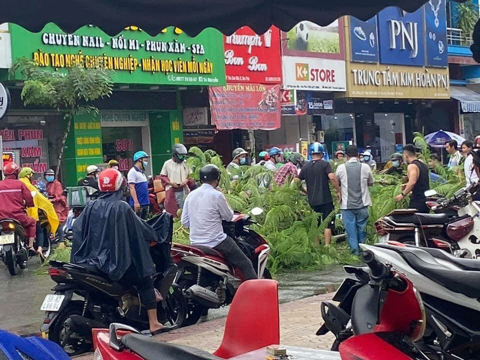 Hiện trường vụ tai nạn xảy ra tại TP Hồ Chí Minh do cây phượng bật gốc
