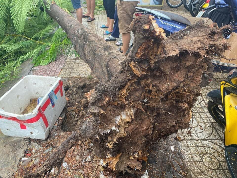Cây phượng bật gốc sau những cơn mưa liên tục tại TP Hồ Chí Minh