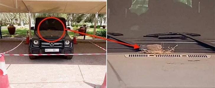 Chiếc xe Mercedes-Benz G-Class mà chim mẹ làm tổ và ấp trứng đóng bụi dày đặc Chiếc xe Mercedes-Benz G-Class mà chim mẹ làm tổ và ấp trứng đóng bụi dày đặc