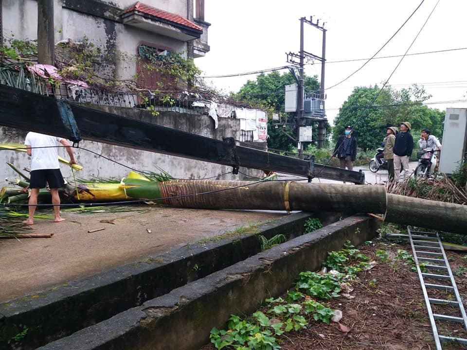 Vụ tai nạn xảy ra khi chiếc xe cẩu tự hành đang cẩu cây cau vua