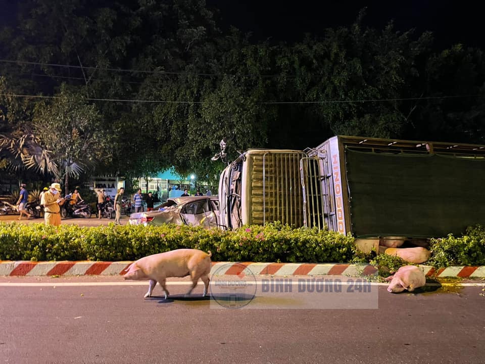 Chiếc ô tô tải bị hư hỏng nặng, hàng chục con lợn xổng ra ngoài đường Chiếc ô tô tải bị hư hỏng nặng, hàng chục con lợn xổng ra ngoài đường