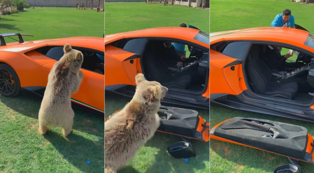 Chú gấu con làm gãy cửa của siêu xe Lamborghini Huracan Performante