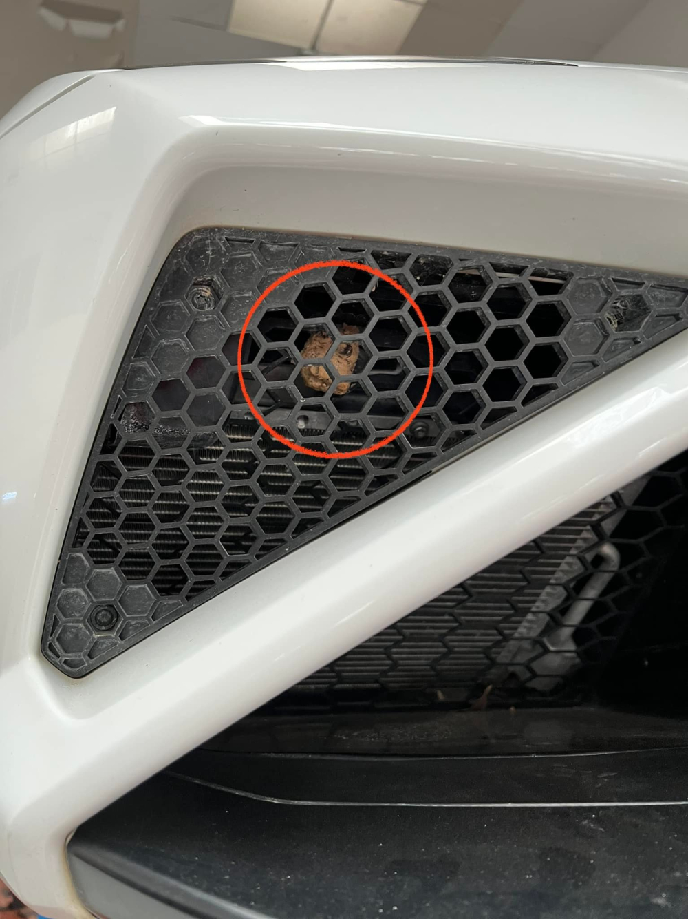 Ong làm tổ trong lưới tản nhiệt của siêu xe mui trần Lamborghini Gallardo độc bản tại Việt Nam Ong làm tổ trong lưới tản nhiệt của siêu xe mui trần Lamborghini Gallardo độc bản tại Việt Nam