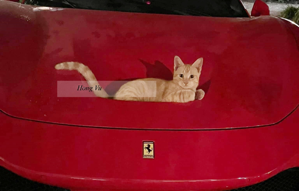 Muôn kiểu tạo dáng của Muôn kiểu tạo dáng của con sen khi nằm lọt trong hốc gió S-Duct trên siêu xe Ferrari F8 Tributo
