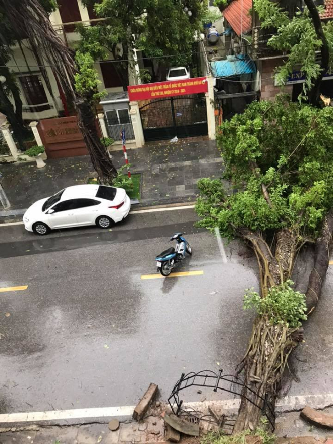 Cây đổ ngang phố trên tuyến đường Tô Hiến Thành. Cây đổ ngang phố trên tuyến đường Tô Hiến Thành.