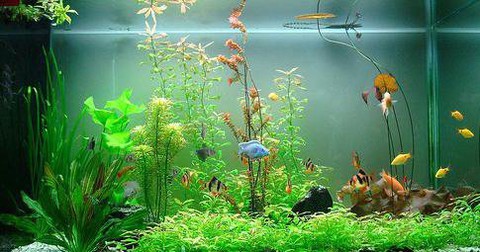 Bể cá cảnh: Vị trí, hướng đặt, số lượng cá theo tuổi và mệnh hợp phong thủy