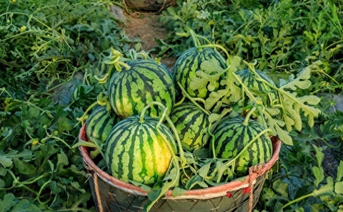 Nhờ lão nông trồng truc tiep bong da keo nha cai hấu nhắc nhở, tôi vội "mách" lại cho người nhà, kể từ đó đều mua được loại ngon "10 quả như 1"- Ảnh 1.