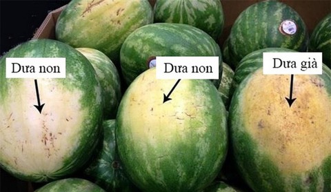 Nhờ lão nông trồng truc tiep bong da keo nha cai hấu nhắc nhở, tôi vội "mách" lại cho người nhà, kể từ đó đều mua được loại ngon "10 quả như 1"- Ảnh 6.