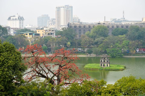 Mùa mộc miên thắp lửa gọi hè về- Ảnh 1. Mùa mộc miên thắp lửa gọi hè về- Ảnh 1.