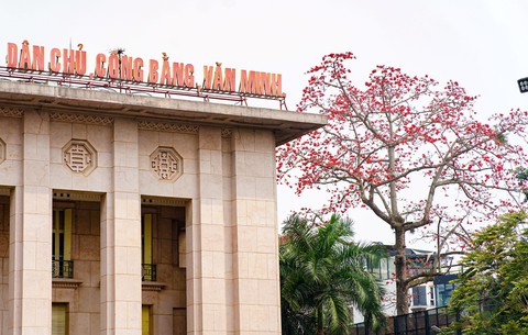 Mùa mộc miên thắp lửa gọi hè về- Ảnh 8. Mùa mộc miên thắp lửa gọi hè về- Ảnh 8.
