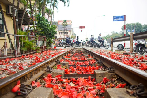 Mùa mộc miên thắp lửa gọi hè về- Ảnh 9. Mùa mộc miên thắp lửa gọi hè về- Ảnh 9.