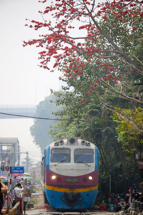 Mùa mộc miên thắp lửa gọi hè về- Ảnh 10. Mùa mộc miên thắp lửa gọi hè về- Ảnh 10.