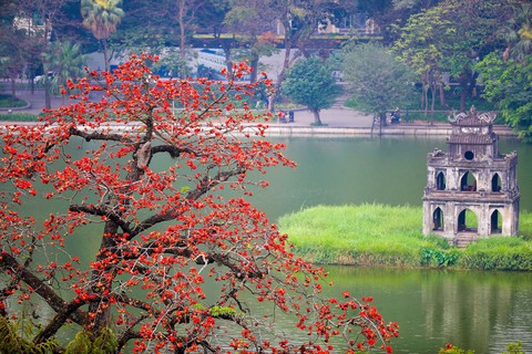 Mùa mộc miên thắp lửa gọi hè về- Ảnh 2. Mùa mộc miên thắp lửa gọi hè về- Ảnh 2.