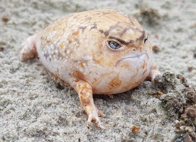 Desert rain frog: Loài ếch sở hữu gương mặt 'cáu kỉnh' nhất trên sa mạc- Ảnh 1.