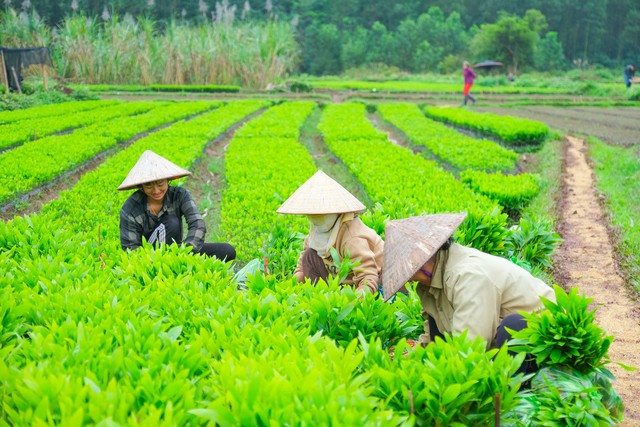 Huyện Tiên Yên: Chương trình tín dụng cho vay phát triển sản xuất giải ngân đạt doanh số cao nhất trong năm 2024- Ảnh 5.