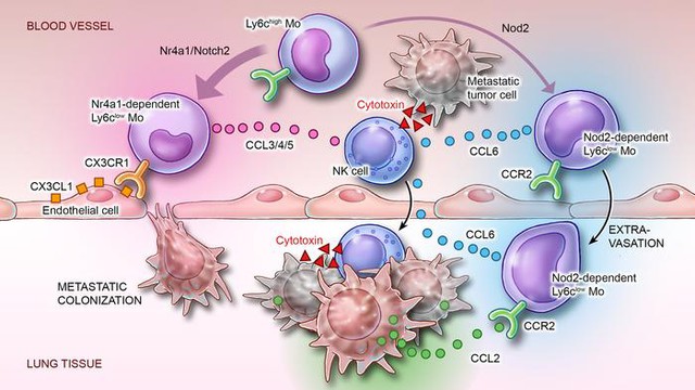 Thí nghiệm cho thấy virus COVID có thể thu nhỏ khối u của 4 loại ung thư giai đoạn cuối- Ảnh 4. Thí nghiệm cho thấy virus COVID có thể thu nhỏ khối u của 4 loại ung thư giai đoạn cuối- Ảnh 4.