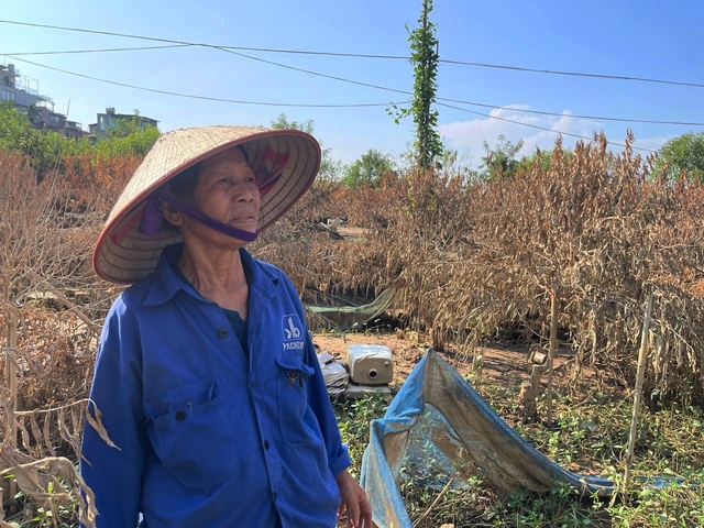 Hà Nội: Xót xa hàng chục ngàn gốc đào Nhật Tân, Phú Thượng bị "xóa sổ" sau trận lũ, người dân lâm vào cảnh trắng tay- Ảnh 2.