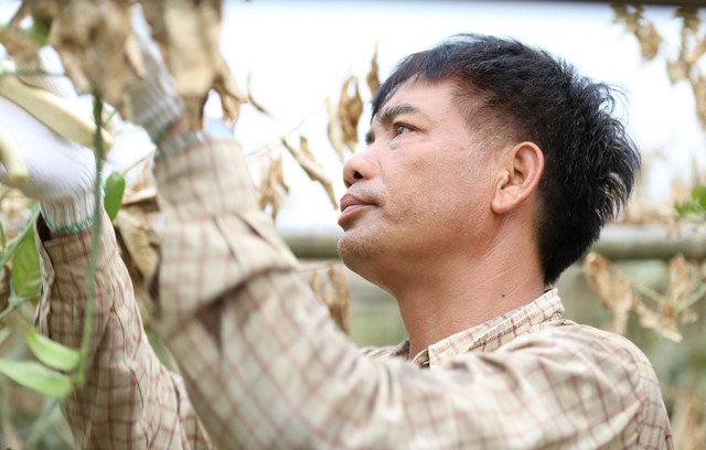 Hà Nội: Người dân trồng phật thủ ven sông Hồng mất trắng hàng tỷ đồng sau bão lũ- Ảnh 11.