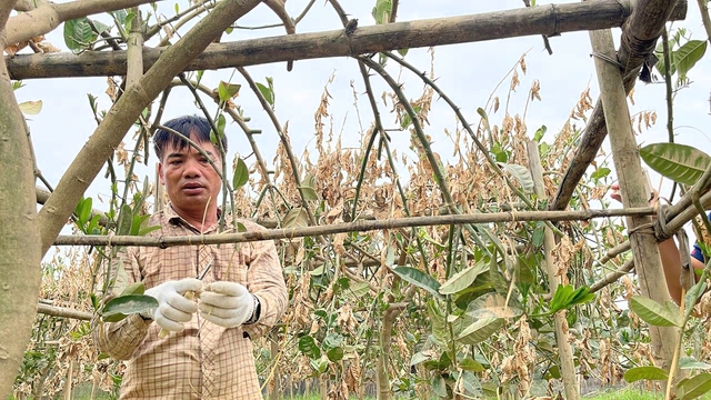 Hà Nội: Người dân trồng phật thủ ven sông Hồng mất trắng hàng tỷ đồng sau bão lũ- Ảnh 10.