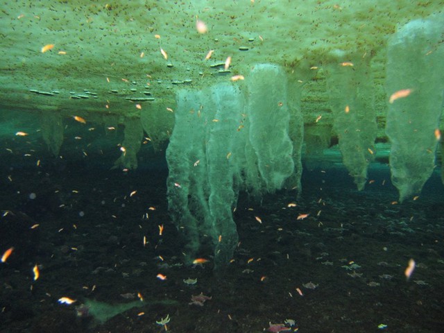 Ice Finger of Death: Hiện tượng kỳ lạ dưới băng biển Nam Cực lần đầu tiên được ghi lại- Ảnh 3.