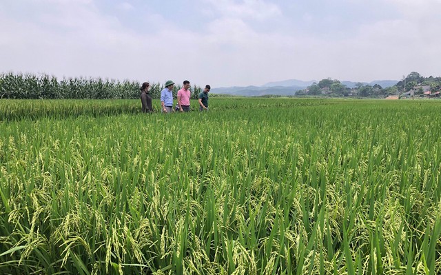 Huyện được mệnh danh là “thủ phủ” cây quế của tỉnh Yên Bái đạt chuẩn nông thôn mới- Ảnh 2.