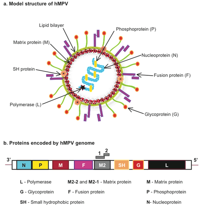 Rộ th&ocirc;ng tin về một chủng virus "lạ" giống COVID-19 đang b&ugrave;ng ph&aacute;t ở Trung Quốc: Đ&acirc;y l&agrave; tất cả những g&igrave; ch&uacute;ng ta biết, cho tới thời điểm n&agrave;y- Ảnh 2.