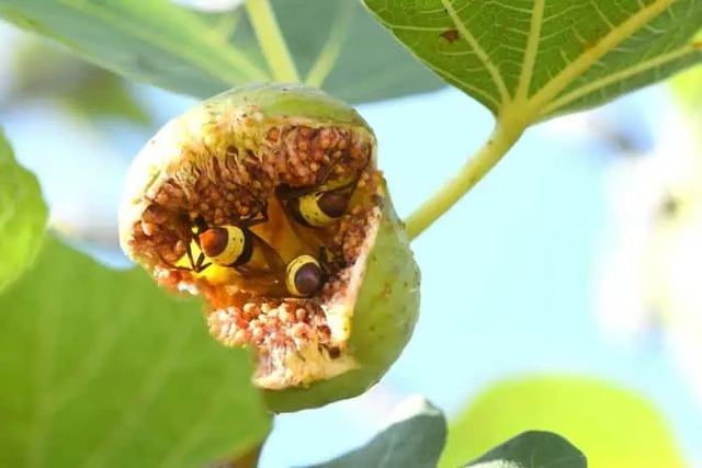 Ong bắp cày phương Đông không bao giờ say rượu cho dù rượu mạnh đến đâu hay uống bao nhiêu!- Ảnh 2. Ong bắp cày phương Đông không bao giờ say rượu cho dù rượu mạnh đến đâu hay uống bao nhiêu!- Ảnh 2.