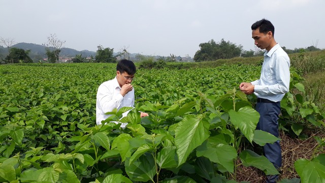 Phát triển vùng trồng dâu nuôi tằm, nâng cao thu nhập cho hàng nghìn hộ nông dân.