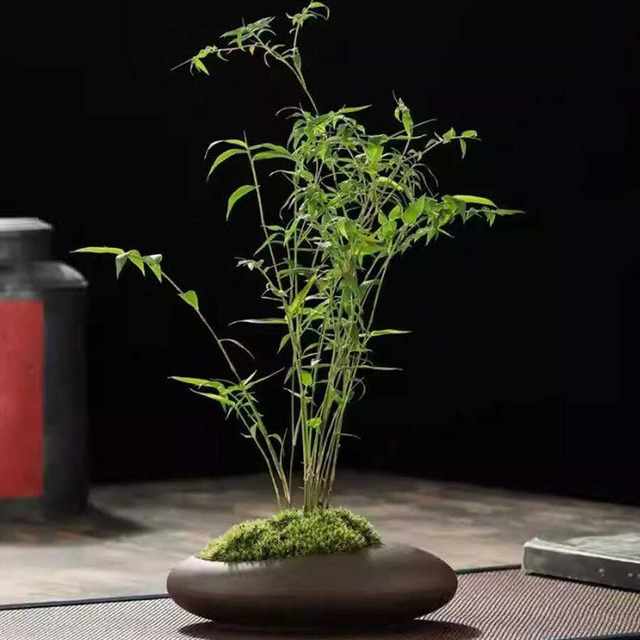 7 cây trồng hướng Nam giúp vận khí hanh thông, tiền của vào như nước- Ảnh 1. 7 cây trồng hướng Nam giúp vận khí hanh thông, tiền của vào như nước- Ảnh 1.