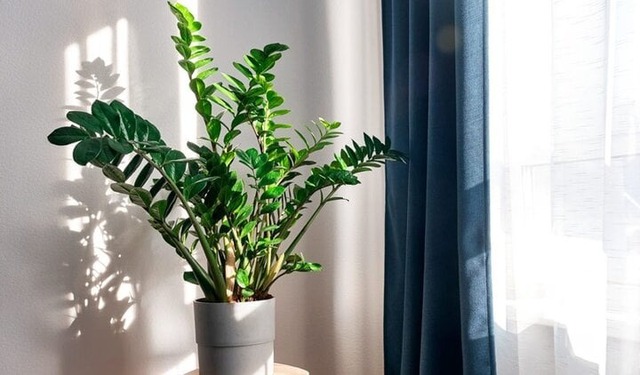 7 cây trồng hướng Nam giúp vận khí hanh thông, tiền của vào như nước- Ảnh 2. 7 cây trồng hướng Nam giúp vận khí hanh thông, tiền của vào như nước- Ảnh 2.