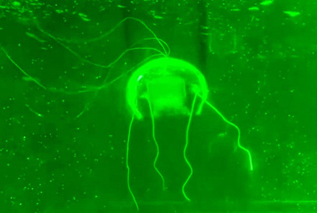 Các nhà khoa học đã chế tạo thành công 'sứa robot tàng hình': Vũ khí mới cho các nhiệm vụ bí mật dưới đáy biển- Ảnh 2.