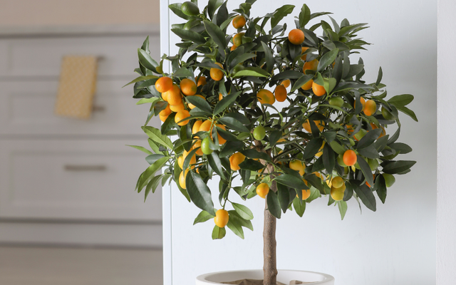 Đặt c&acirc;y g&igrave; ở "t&agrave;i vị" cho h&uacute;t lộc? 5 lo&agrave;i c&acirc;y dễ chăm, đẹp nh&agrave;, tiền về đều đặn- Ảnh 2.