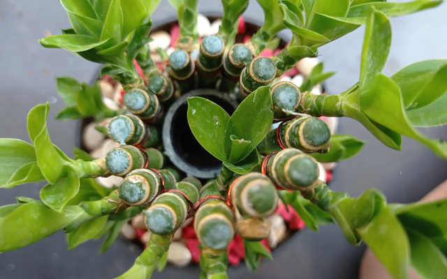 Đặt c&acirc;y g&igrave; ở "t&agrave;i vị" cho h&uacute;t lộc? 5 lo&agrave;i c&acirc;y dễ chăm, đẹp nh&agrave;, tiền về đều đặn- Ảnh 1.