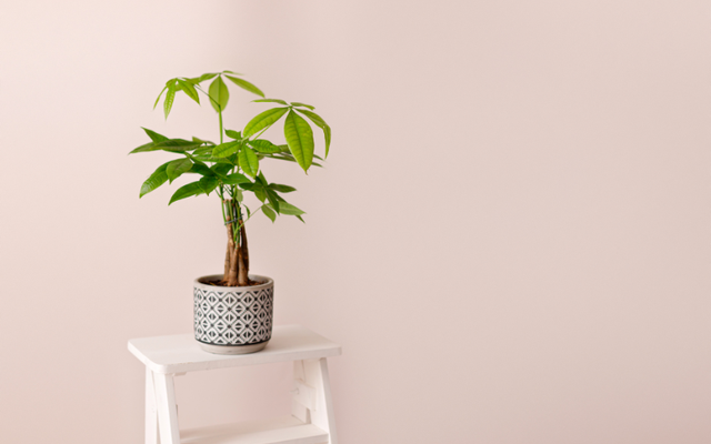 Đặt c&acirc;y g&igrave; ở "t&agrave;i vị" cho h&uacute;t lộc? 5 lo&agrave;i c&acirc;y dễ chăm, đẹp nh&agrave;, tiền về đều đặn- Ảnh 3.