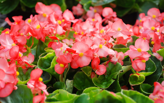 Đặt c&acirc;y g&igrave; ở "t&agrave;i vị" cho h&uacute;t lộc? 5 lo&agrave;i c&acirc;y dễ chăm, đẹp nh&agrave;, tiền về đều đặn- Ảnh 5.