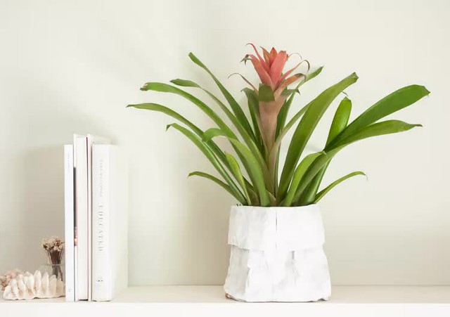 Đặt c&acirc;y g&igrave; ở "t&agrave;i vị" cho h&uacute;t lộc? 5 lo&agrave;i c&acirc;y dễ chăm, đẹp nh&agrave;, tiền về đều đặn- Ảnh 4.