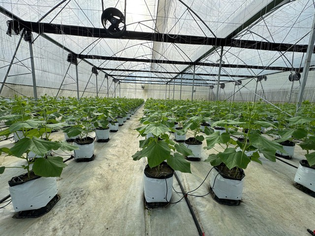 Văn Chấn phát triển nông nghiệp hữu cơ gắn với bảo vệ môi trường để xây dựng nông thôn mới bền vững- Ảnh 1.