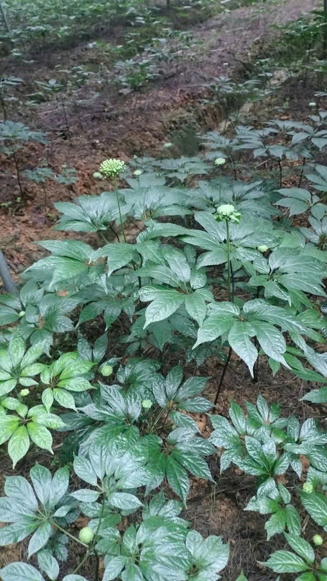 Gắn xây dựng nông thôn mới với phát triển bền vững và thích ứng biến đổi khí hậu; phấn đấu đến năm 2030 xã Mù Cang Chải đạt chuẩn nông thôn mới- Ảnh 5. Gắn xây dựng nông thôn mới với phát triển bền vững và thích ứng biến đổi khí hậu; phấn đấu đến năm 2030 xã Mù Cang Chải đạt chuẩn nông thôn mới- Ảnh 5.