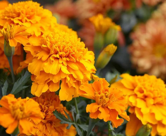 7 loại c&acirc;y kiến rất ngại &ldquo;đụng mặt&rdquo;, thấy l&agrave; sẽ quay đầu- Ảnh 6.