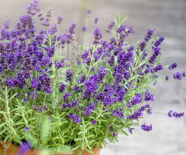 7 loại c&acirc;y kiến rất ngại &ldquo;đụng mặt&rdquo;, thấy l&agrave; sẽ quay đầu- Ảnh 2.