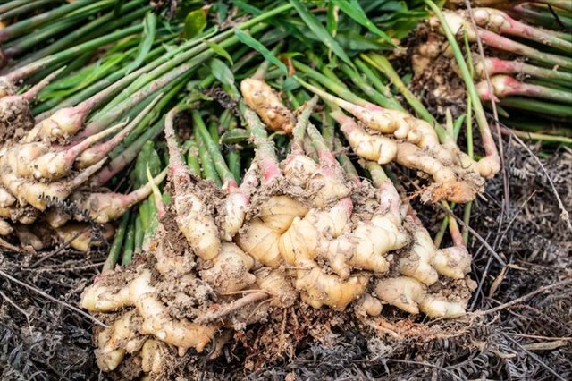 Mùa này đừng mua tùy tiện, 5 loại rau ít dinh dưỡng lại hại sức khỏe, ngay cả người bán cũng không dám ăn- Ảnh 3.