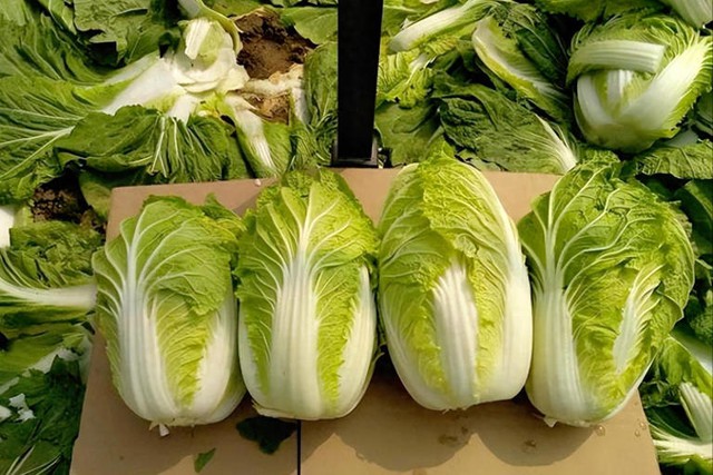 Giữa thời buổi "rau đắt hơn thịt", mua cải thảo đừng chỉ nhìn kích thước, hãy chú ý 3 điểm này- Ảnh 1.