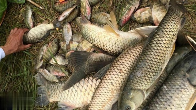3 loại cá dễ “ôm ổ ký sinh trùng”, dân buôn cũng ngại ăn- Ảnh 1.