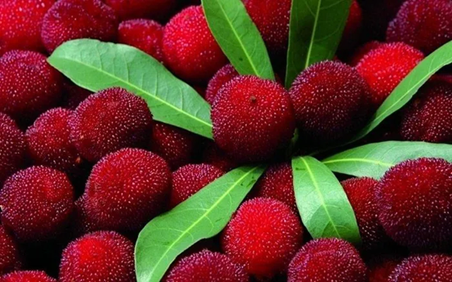 4 loại quả dễ “ôm ổ ký sinh trùng”, dân buôn cũng ngại ăn, trẻ nhỏ lại cực mê- Ảnh 2.