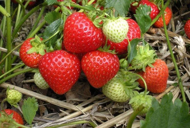 4 loại quả dễ “ôm ổ ký sinh trùng”, dân buôn cũng ngại ăn, trẻ nhỏ lại cực mê- Ảnh 1.