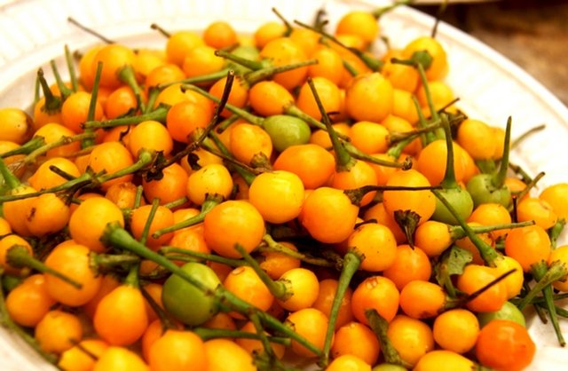 Cây “vô danh” bất ngờ thành đặc sản giá hơn 500 triệu đồng/kg, Việt Nam cũng đã trồng thành công- Ảnh 1.