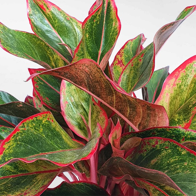 Bí mật của cây phú quý trong không gian thờ tự- Ảnh 1. Bí mật của cây phú quý trong không gian thờ tự- Ảnh 1.