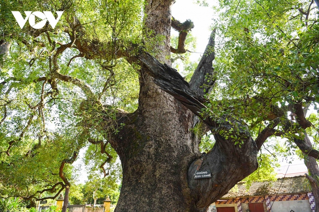 Loại cây "hút" tài lộc, mang lại bình an: Vừa giúp đuổi muỗi, vừa làm thuốc quý- Ảnh 2.