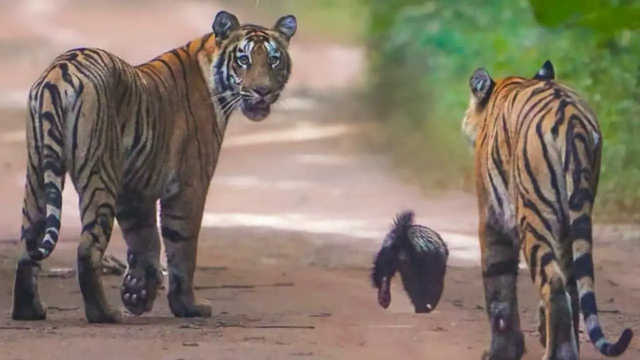 Lửng mật đơn độc đối đầu hai hổ con giữa rừng Ấn Độ: Cuộc chạm trán gây kinh ngạc và câu chuyện về loài động vật không biết sợ- Ảnh 1.